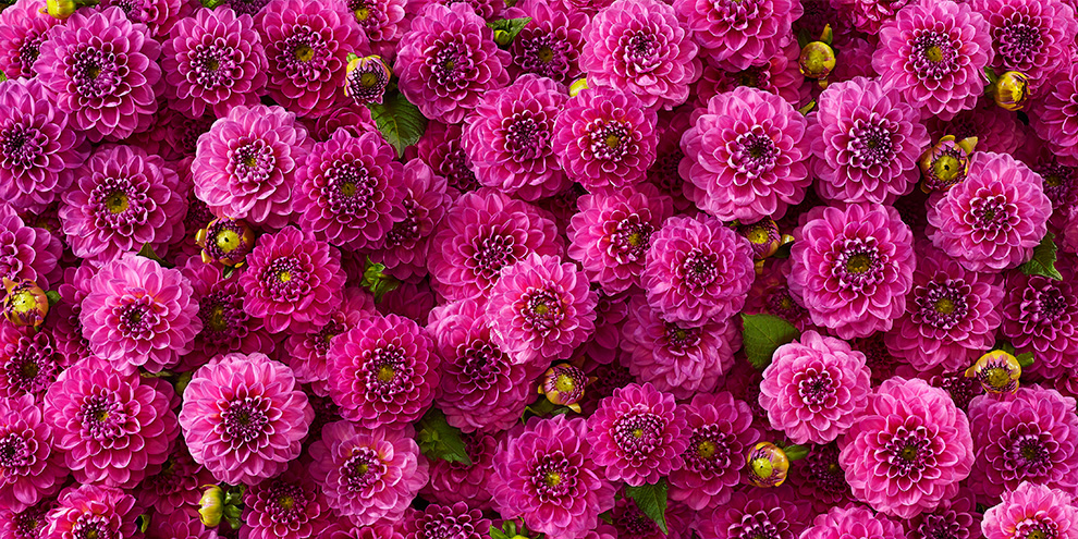 RHS Chelsea Flower Show - Garden Sketch 2026